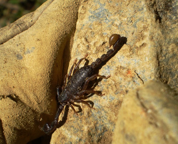 Euscorpius sp.